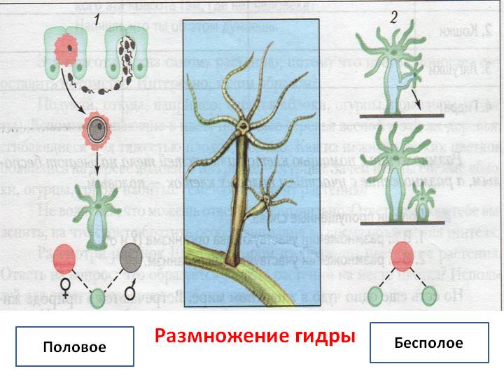 Kraken даркнет рынок